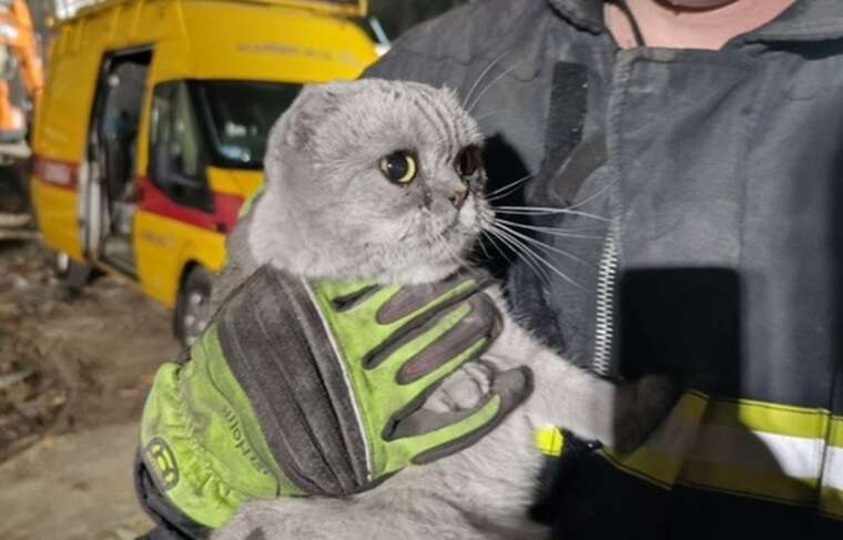 У Києві з-під завалів зруйнованого будинку врятували двох котиків і їжака