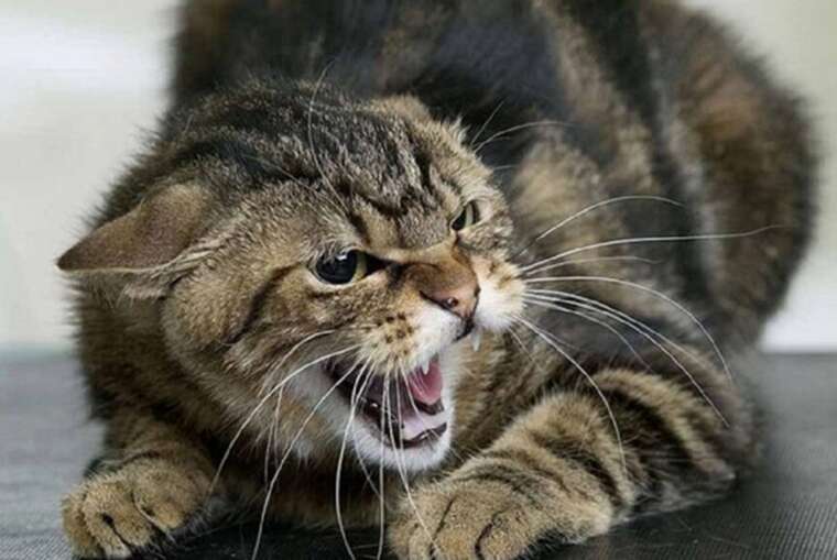 У Харкові від сказу помер кіт, з яким контактували дев’ять осіб