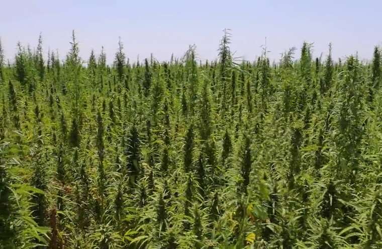 У Туреччині місто опинилось “під кайфом” через спалювання 20 тонн конфіскованого канабісу