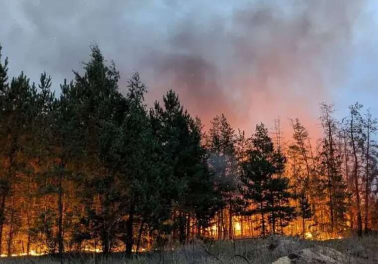 A large-scale forest fire in the Kharkiv region: authorities prepare for evacuation