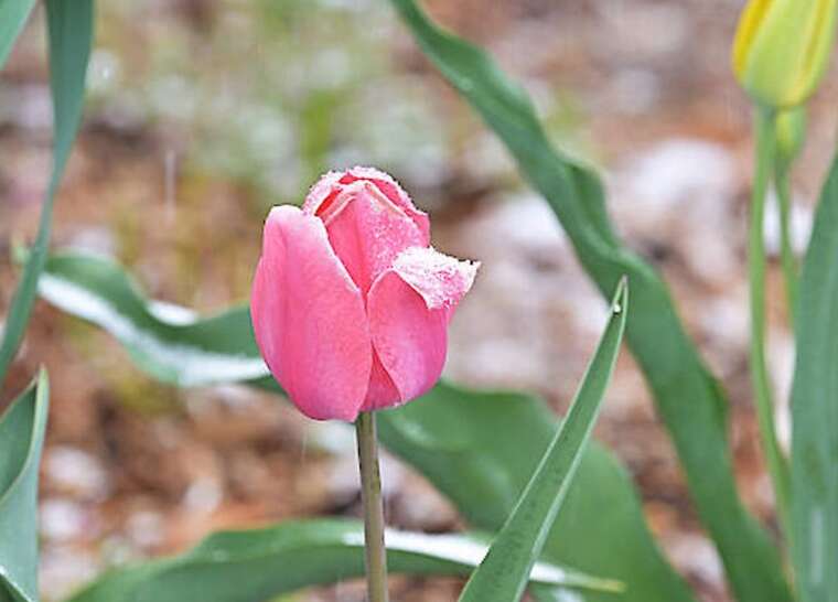 Заморозки та сніг у травні: Україну знову чекає похолодання