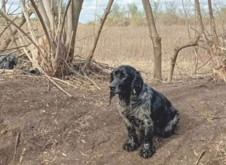 На фронте погиб спаниель Чарли, который стал ангелом-хранителем для нацгвардейцев