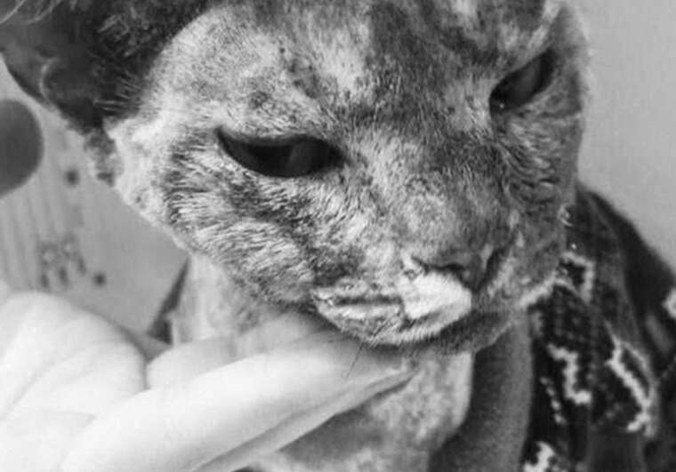 Померла кішка, яку врятували після дронової атаки на Київ