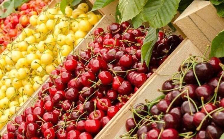 Черешня за ціною золота: в Україні зафіксовано рекорд — 2200 гривень за кілограм