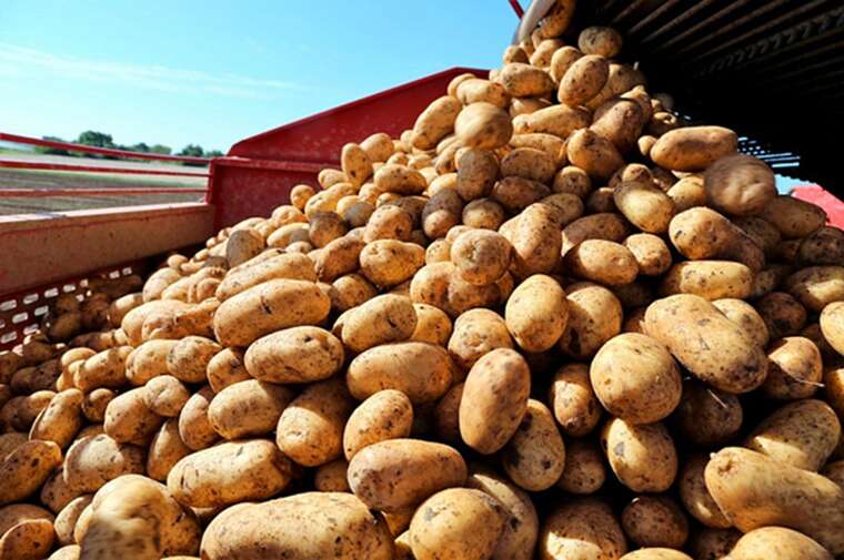 Білорусь почала закуповувати картоплю в ЄС