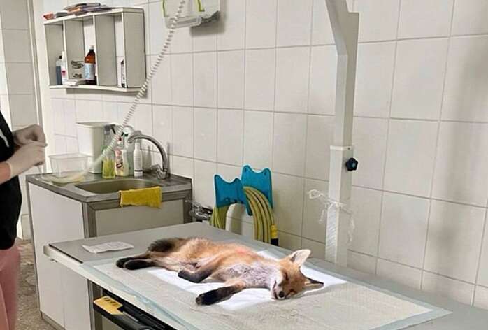 До Центру порятунку тварин військові передали травмоване лисеня