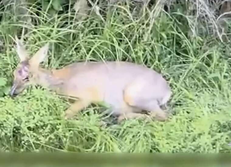 Під Києвом врятували козулю, яка сама вийшла до людей у пошуках допомоги