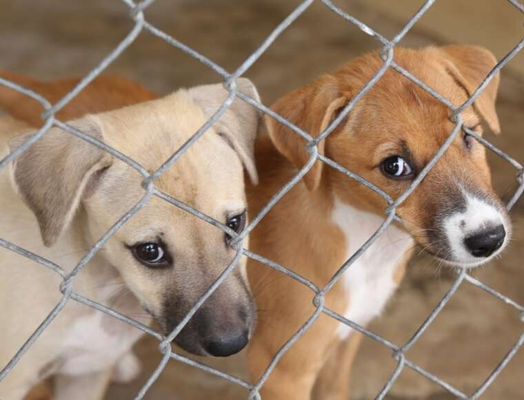 На Одесщине злоумышленники насиловали собак из приюта: полиция собрала доказательства