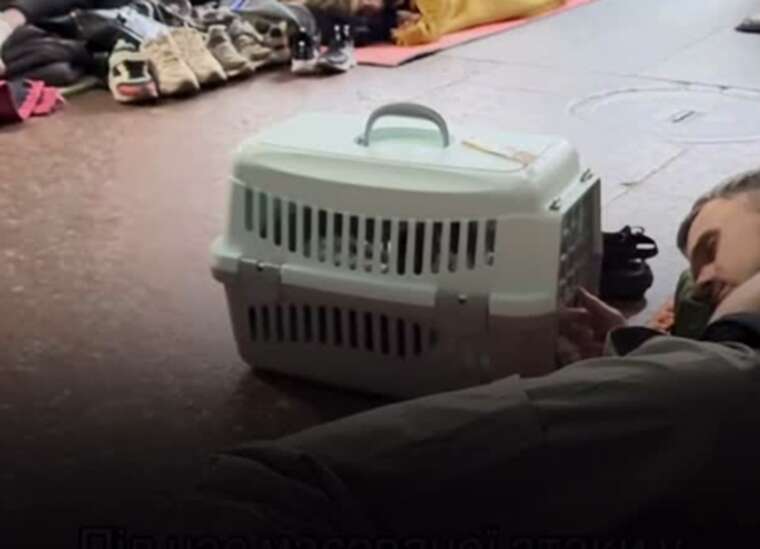 Укриття і лапа в руці: кіт і чоловік разом перечікують повітряну тривогу