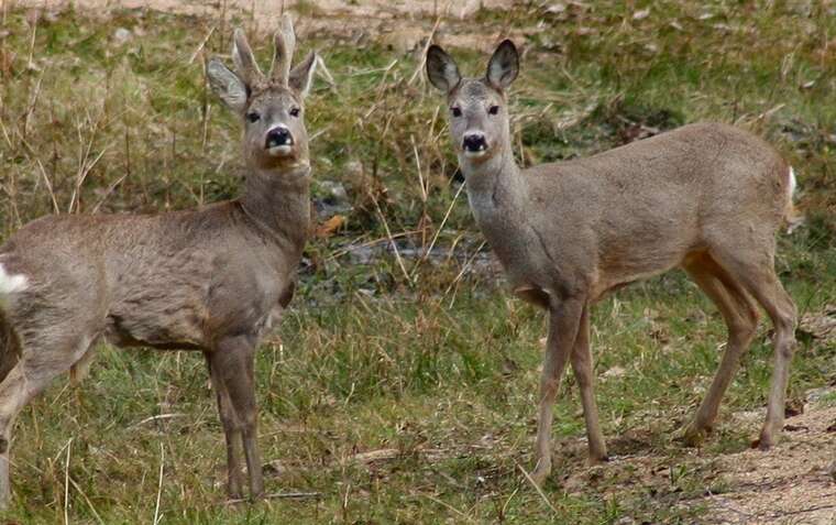 На Чернігівщині чоловік сплатив 32 000 гривень штрафу за впольовану козулю