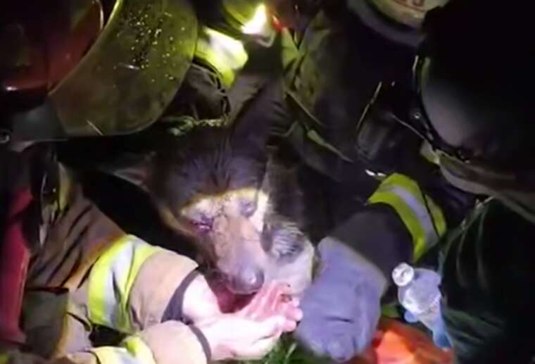 У ДСНС показали, як допомагають тваринам після обстрілу Харкова