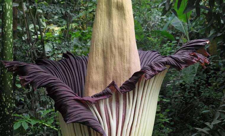 В Берлинском ботаническом саду расцвел "трупный цветок": редкое зрелище и невыносимая вонь