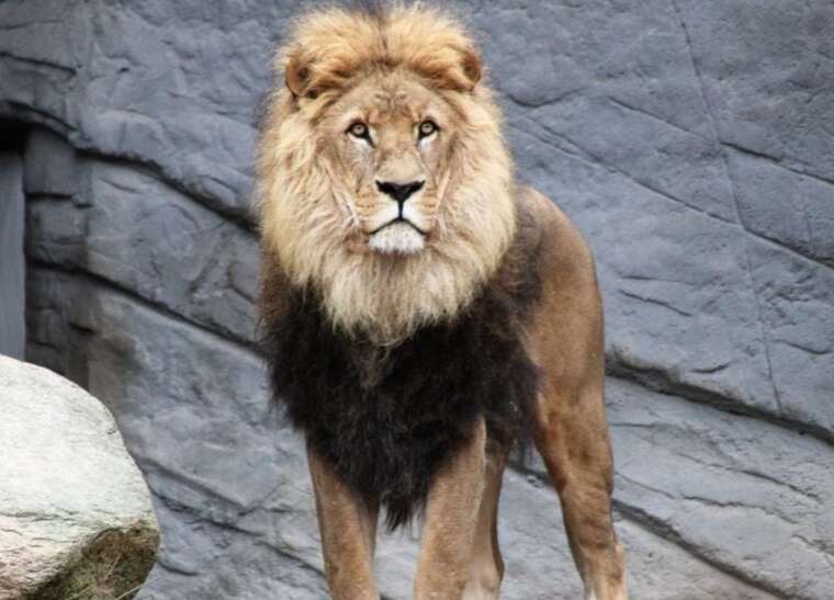 Лев сбежал из турецкого зоопарка, напал на фермера и был ликвидирован полицией