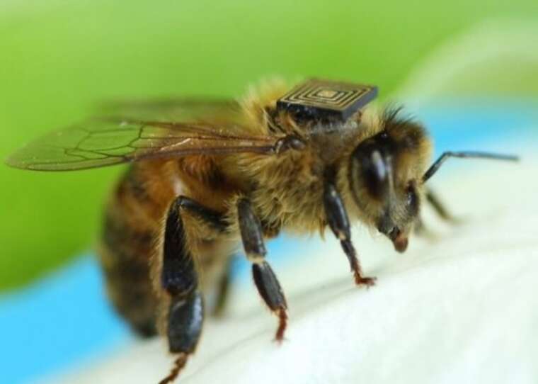 Китайські вчені створюють бджіл-кіборгів для розвідки та порятунку людей