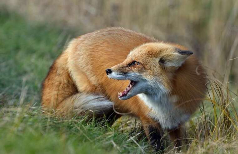 В Киевской области зафиксированы вспышки бешенства у животных