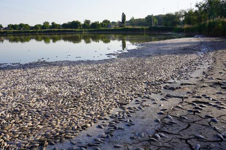In Novopokrovka in the Dnipropetrovsk region, locals collected five tons of dead fish