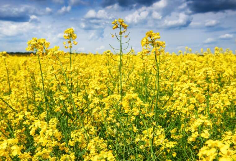Польські виробники просять зняти заборону на імпорт українського ріпаку через загрозу дефіциту