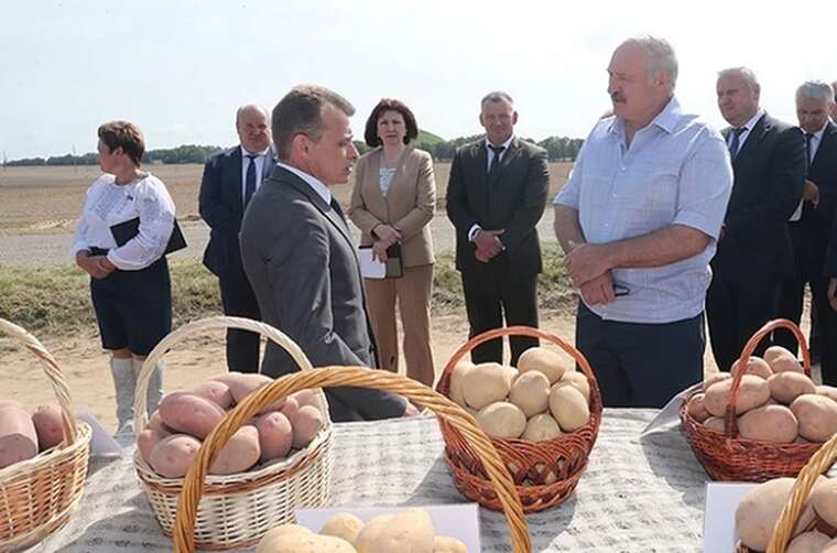 В Белоруси будут наказывать магазины за отсутствие картофеля