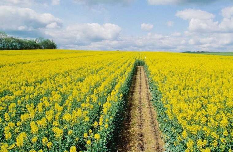 Польские производители требуют разблокировать импорт  украинского рапса