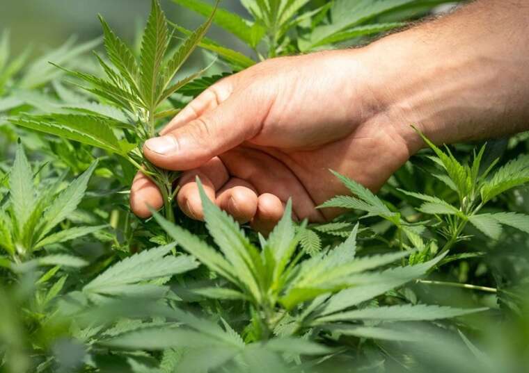 У Німеччині вже затвердили майже 300 клубів канабісу після легалізації