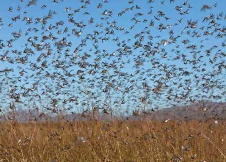 Рої сарани дісталися Запоріжжя: опубліковано відео з нашестям