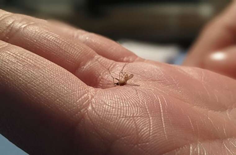 В Ровно госпитализировали женщину с тропической малярией после поездки в Индию