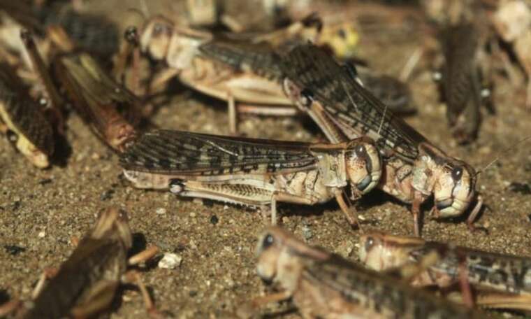 В Одессе возле моря заметили гигантскую саранчу
