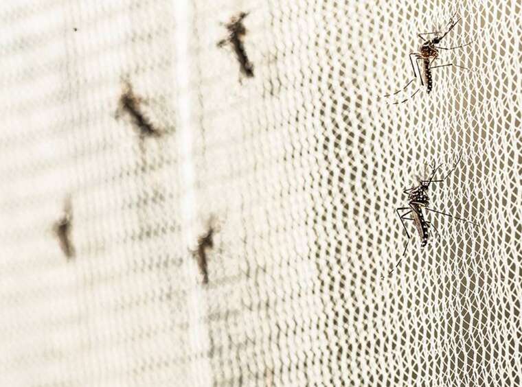 ВООЗ б’є на сполох: вірус Чікунгунья стрімко шириться світом і загрожує мільярдам людей