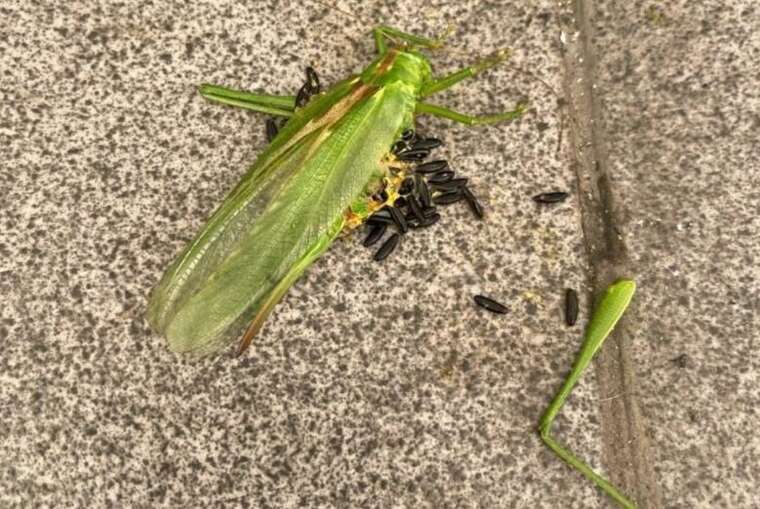 Нашествие гигантской саранчи добралось до Киева — под угрозой урожаи