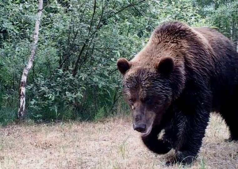 У Чорнобилі помітили бурого ведмедя в пошуках пари
