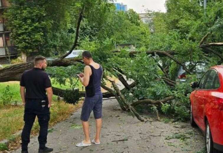 У Києві акація впала на авто біля ліцею: власник може судитися з комунальниками