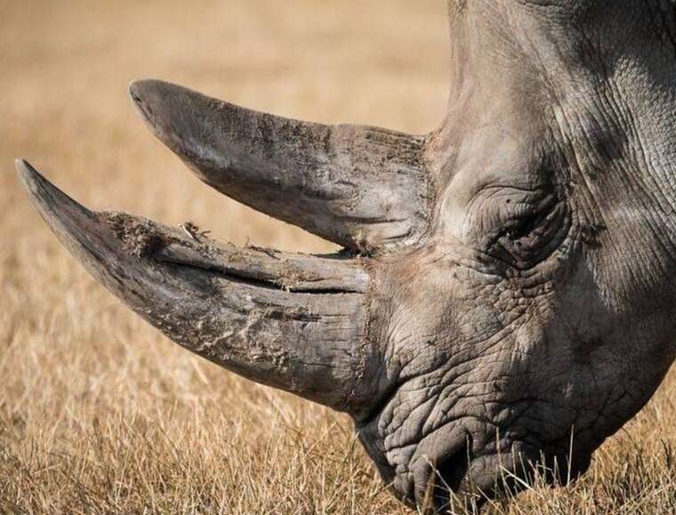 У ПАР роги носорогів опромінили радіацією, щоб зупинити активність браконьєрів — Guardian
