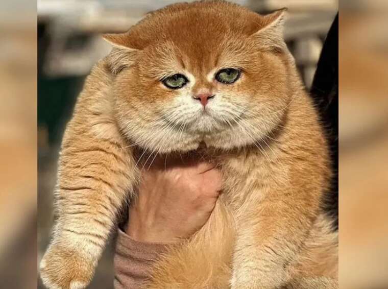 В Киеве продают британского кота редкой расцветки за 290 тысяч гривен