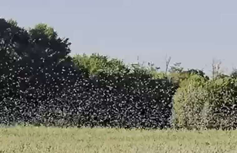 У Нікополі зафіксували величезний рій сарани