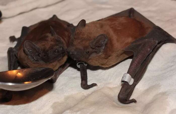 Кажани в Україні почали нападати на людей