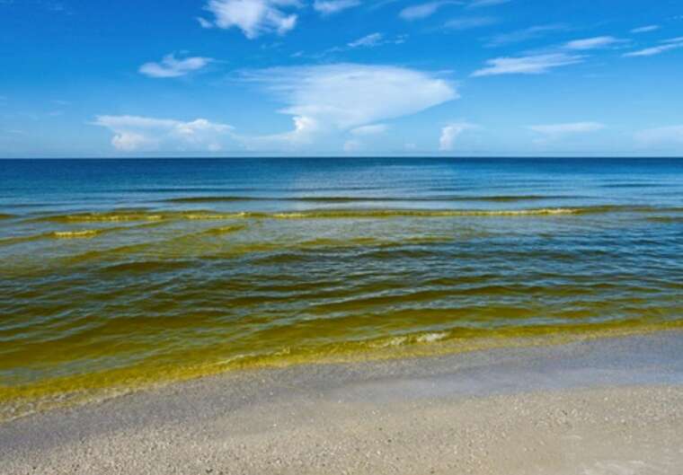 In Odesa, the sea has "bloomed": there is a terrible stench