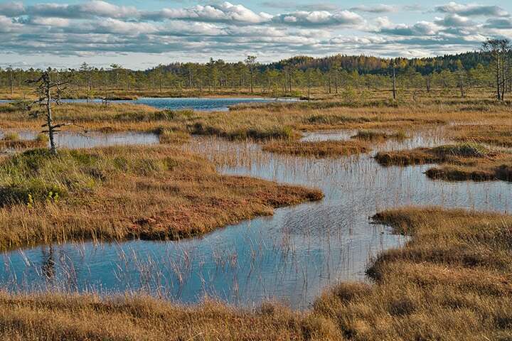 ЕС планирует использовать восстановленные болота для защиты восточных границ от России
