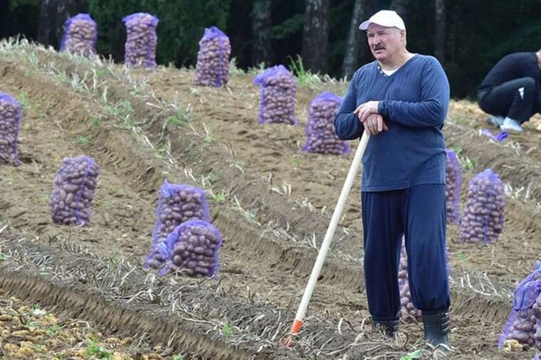 У Білорусі вперше в історії зникла картопля з магазинів