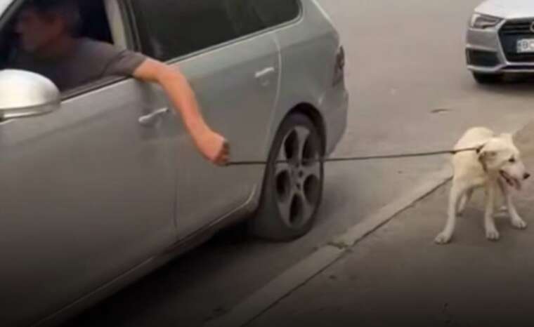 У Дніпрі водій тягнув собаку за автівкою, йому загрожує штраф і конфіскація тварини