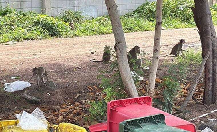 У Таїланді сотні голодних мавп штурмували поліцейський відділок у пошуках їжі