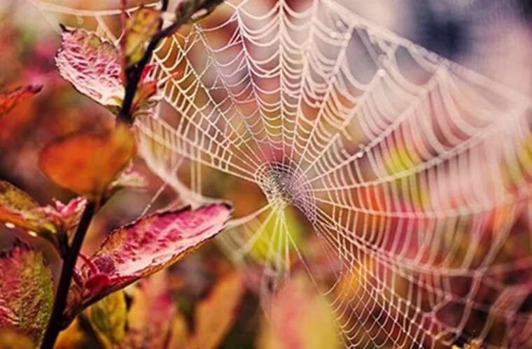 "Бабине літо" в Україні: синоптики обіцяють сонячну погоду та потепління до +30°C