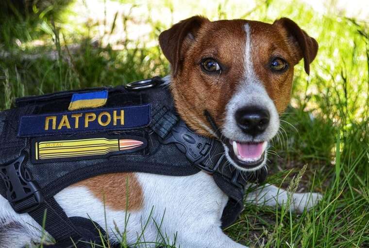 Мультфільм «Пес Патрон» закрито через припинення грантів USAID за рішенням Трампа