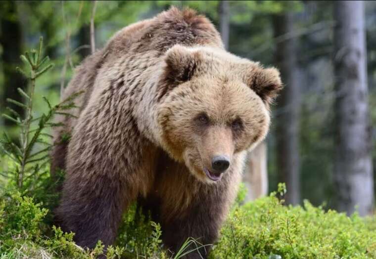 Ведмідь напав на трьох людей у Камчатському краї РФ: загинула літня жінка