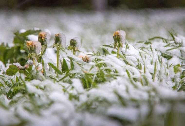 Заморозки по всей Украине: Укргидрометцентр объявил I уровень опасности