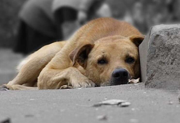Сім’я на Хмельниччині підозрюється у вбивстві та поїданні собак "для лікування туберкульозу"