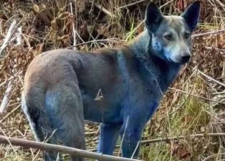 В Чернобыльской зоне заметили собак с синеватой шерстью