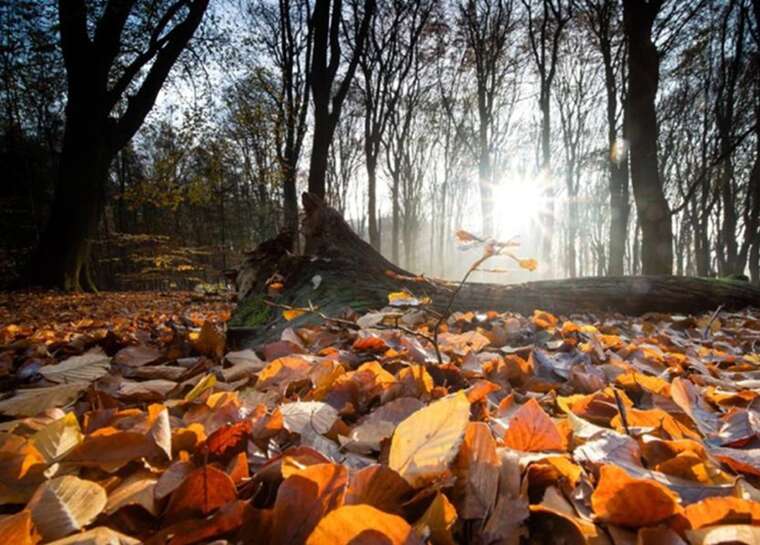 Аномальное тепло в начале ноября: Синоптики прогнозируют до +19°C в Украине