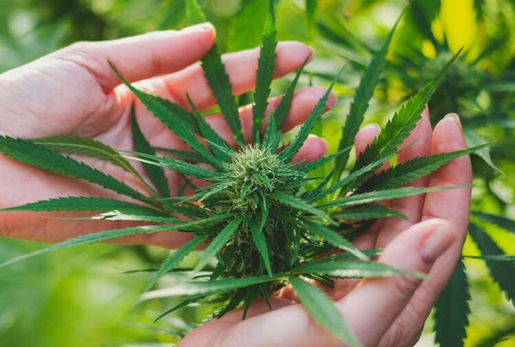 Каннабис вытеснил табак: Американцы впервые начали чаще курить марихуану, чем сигареты