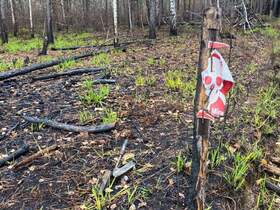 In Zhytomyr Region, two cars detonated on mines: five dead and three injured