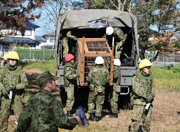 Японія залучила військових для боротьби з агресивними ведмедями